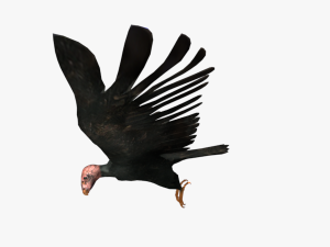 25 low poly bird collection game ready Model 3D
