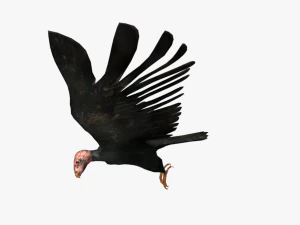 25 low poly bird collection game ready 3D Model