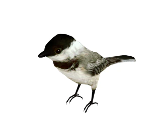 25 low poly bird collection game ready 3D Model