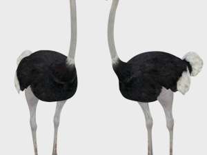 25 low poly bird collection game ready Model 3D