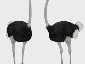 25 low poly bird collection game ready 3D Model