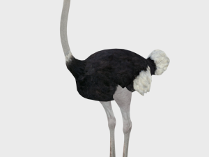 25 low poly bird collection game ready Model 3D