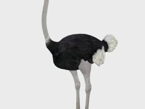 25 low poly bird collection game ready 3D Model