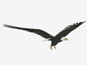 25 low poly bird collection game ready Model 3D