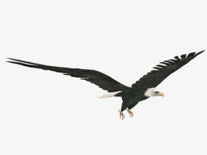 25 low poly bird collection game ready 3D Model