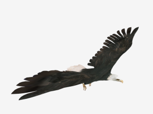 25 low poly bird collection game ready Model 3D