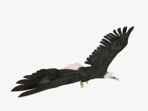 25 low poly bird collection game ready 3D Model