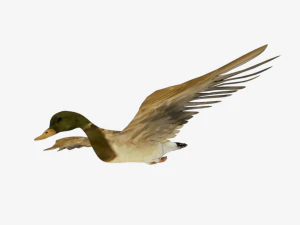 25 low poly bird collection game ready 3D Model