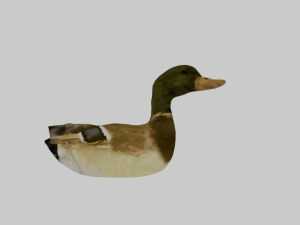 25 low poly bird collection game ready Model 3D