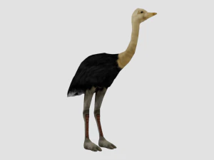 25 low poly bird collection game ready 3D Model