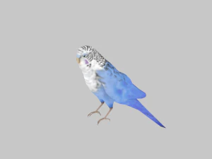 25 low poly bird collection game ready 3D Model