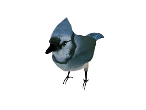 25 low poly bird collection game ready 3D Model