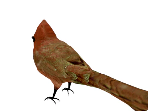 25 low poly bird collection game ready 3D Model
