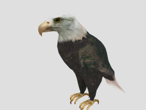 25 low poly bird collection game ready Model 3D