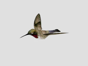 25 low poly bird collection game ready 3D Model