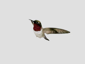 25 low poly bird collection game ready 3D Model