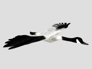 25 low poly bird collection game ready Model 3D