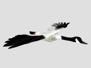 25 low poly bird collection game ready 3D Model