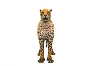 low poly rigged animal collection Model 3D