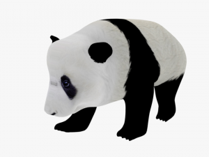 low poly rigged animal collection Model 3D