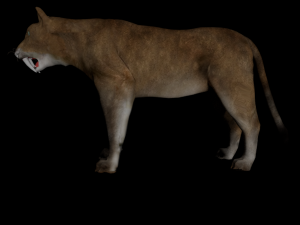 low poly rigged animal collection Model 3D