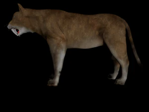 low poly rigged animal collection 3D Model