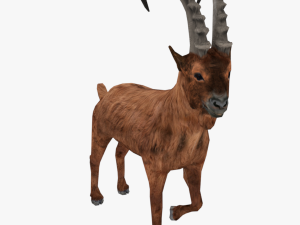 low poly rigged animal collection Model 3D