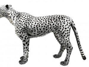 low poly rigged animal collection Model 3D