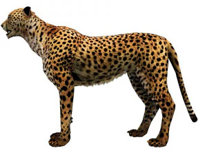 low poly rigged animal collection 3D Model