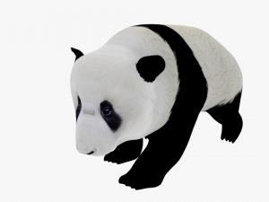 low poly rigged animal collection Model 3D