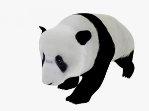 low poly rigged animal collection 3D Model