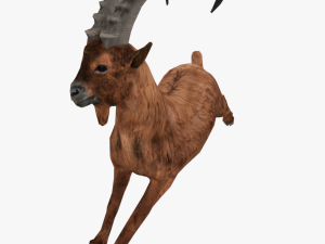 low poly rigged animal collection Model 3D