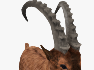 low poly rigged animal collection Model 3D