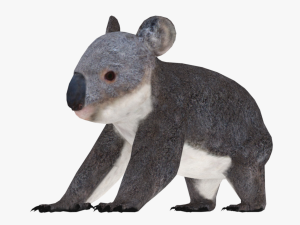 low poly rigged animal collection Model 3D