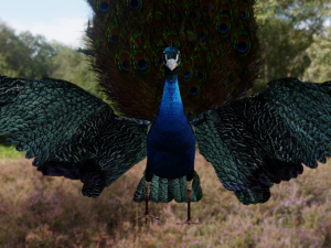 realistic peacock rigged low poly 3D Model