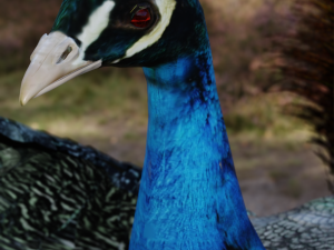 realistic peacock rigged low poly 3D Model