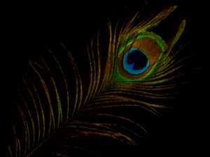 realistic peacock rigged low poly 3D Model
