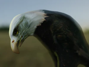 2 eagles rigged ow poly 3D Model