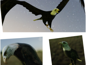2 eagles rigged ow poly Modèle 3D