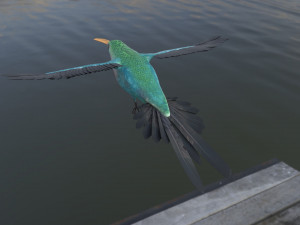 rigged hummingbird 3D-Modell