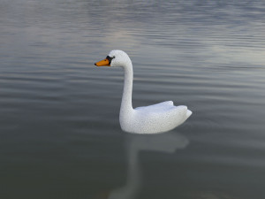 swan 3D-Modell