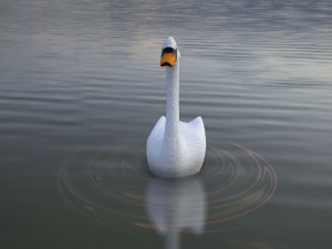 swan 3D मॉडल