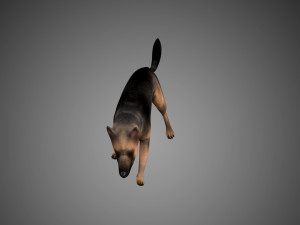 german shepherd rigged low poly 3D Model