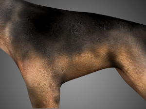german shepherd rigged low poly 3D Model