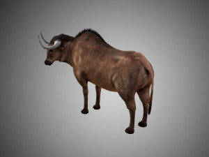 low poly rigged buffalo-bull 3D 模型
