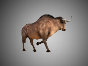 low poly rigged buffalo-bull 3D 模型