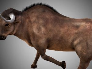 low poly rigged buffalo-bull 3D 模型