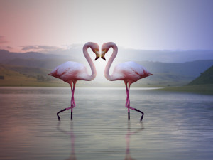 realistic low poly rigged flamingo Model 3D