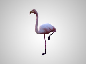 realistic low poly rigged flamingo Modelo 3D