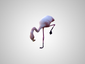 realistic low poly rigged flamingo Modelo 3D